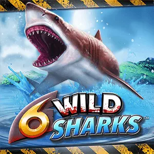 6wildsharks